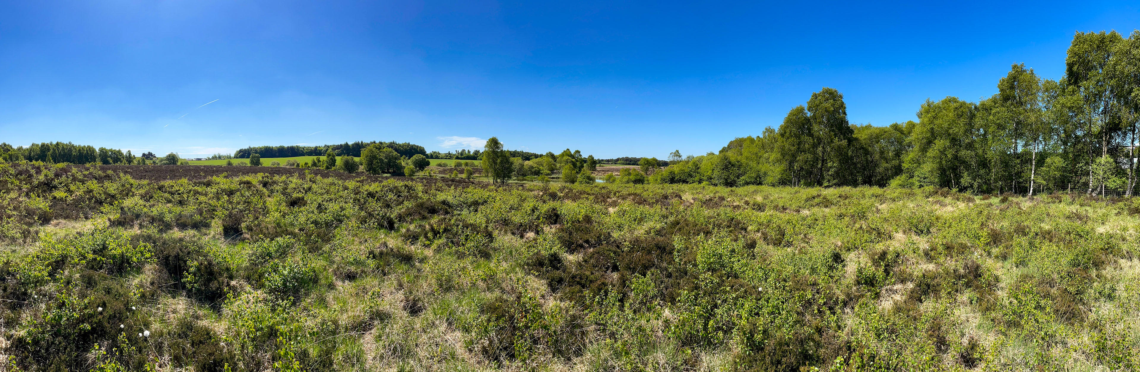 Tailend Moss 21 May 2025