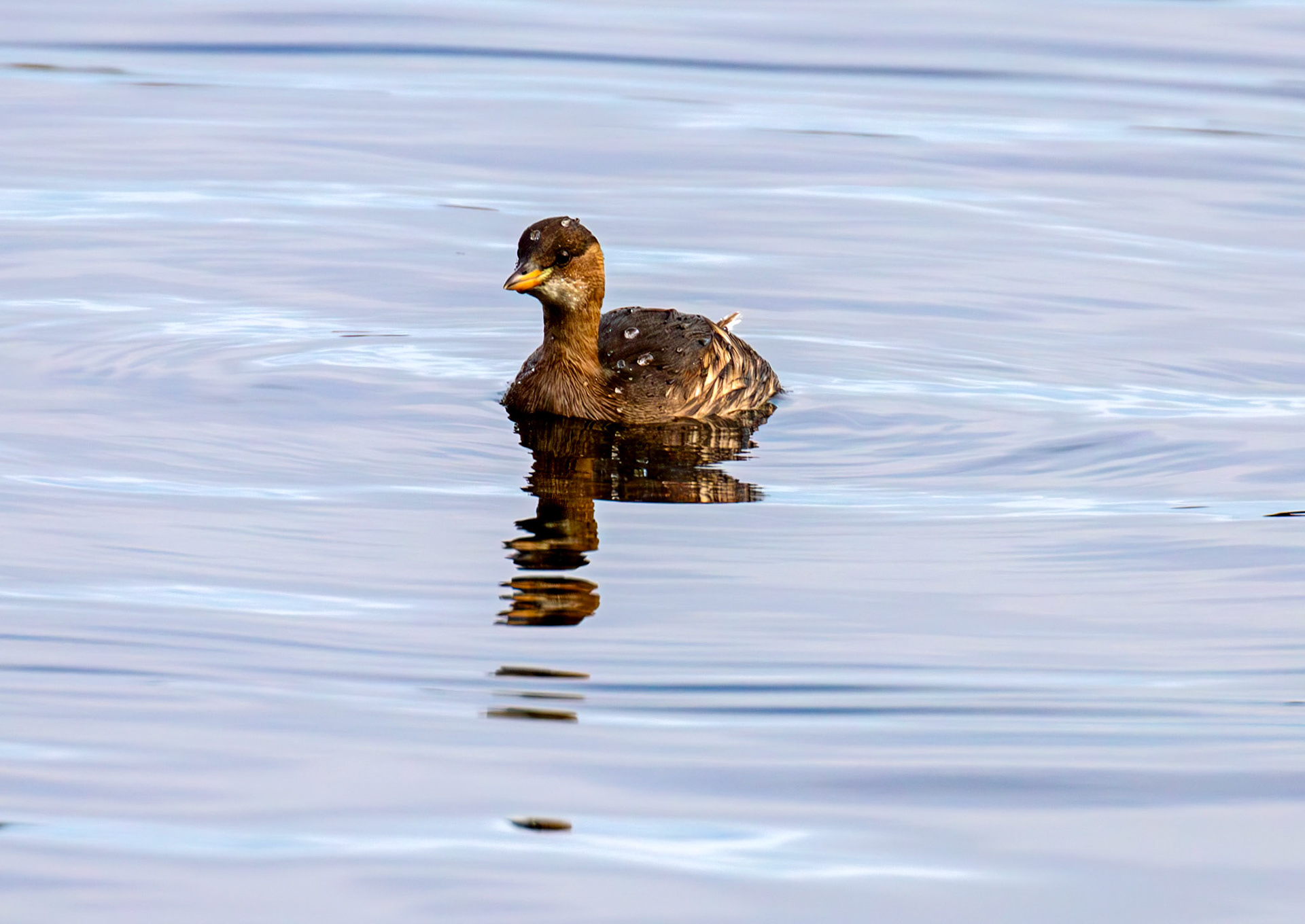 Little Grebe. Linlithgow Loch 02 December 2024