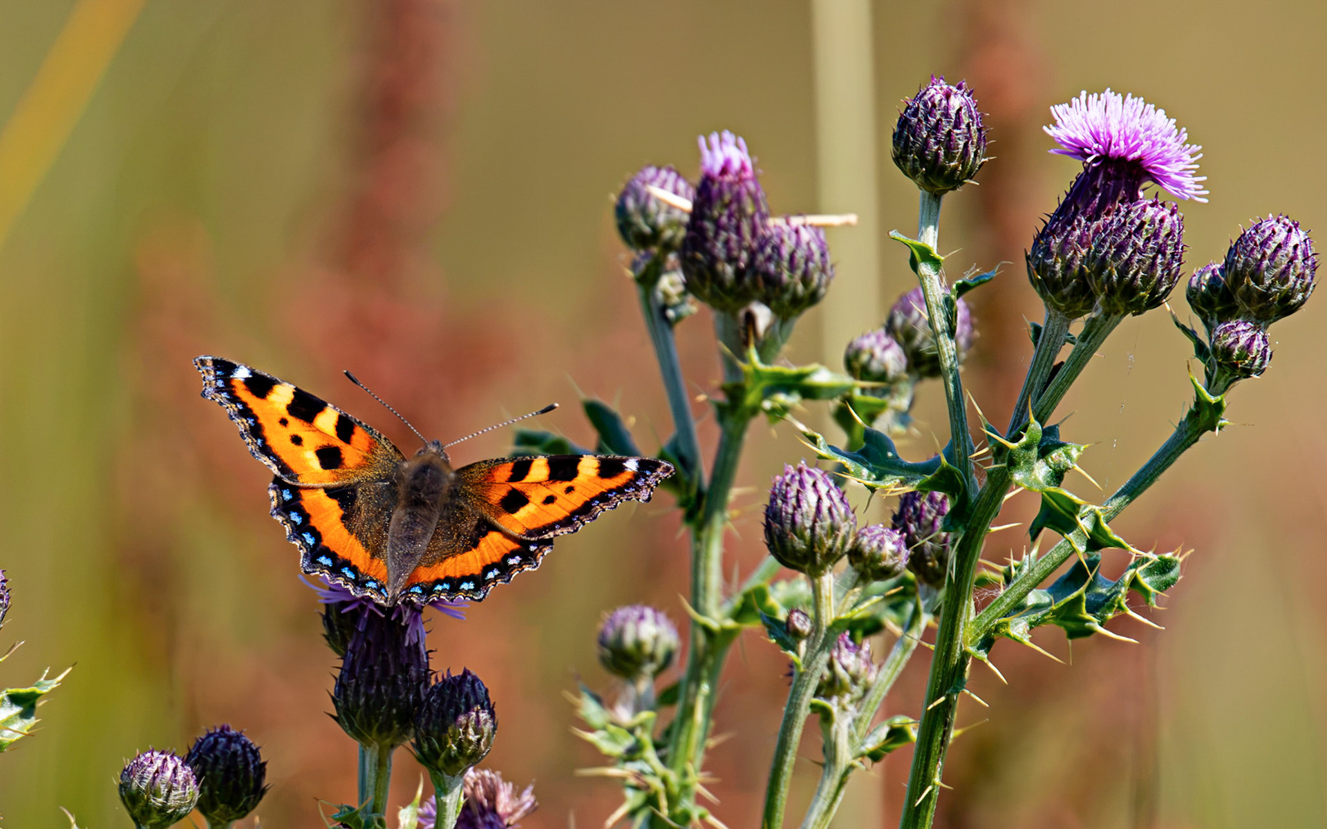 Small Tortoiseshell - Harperrig Reservoir 17 July 2026