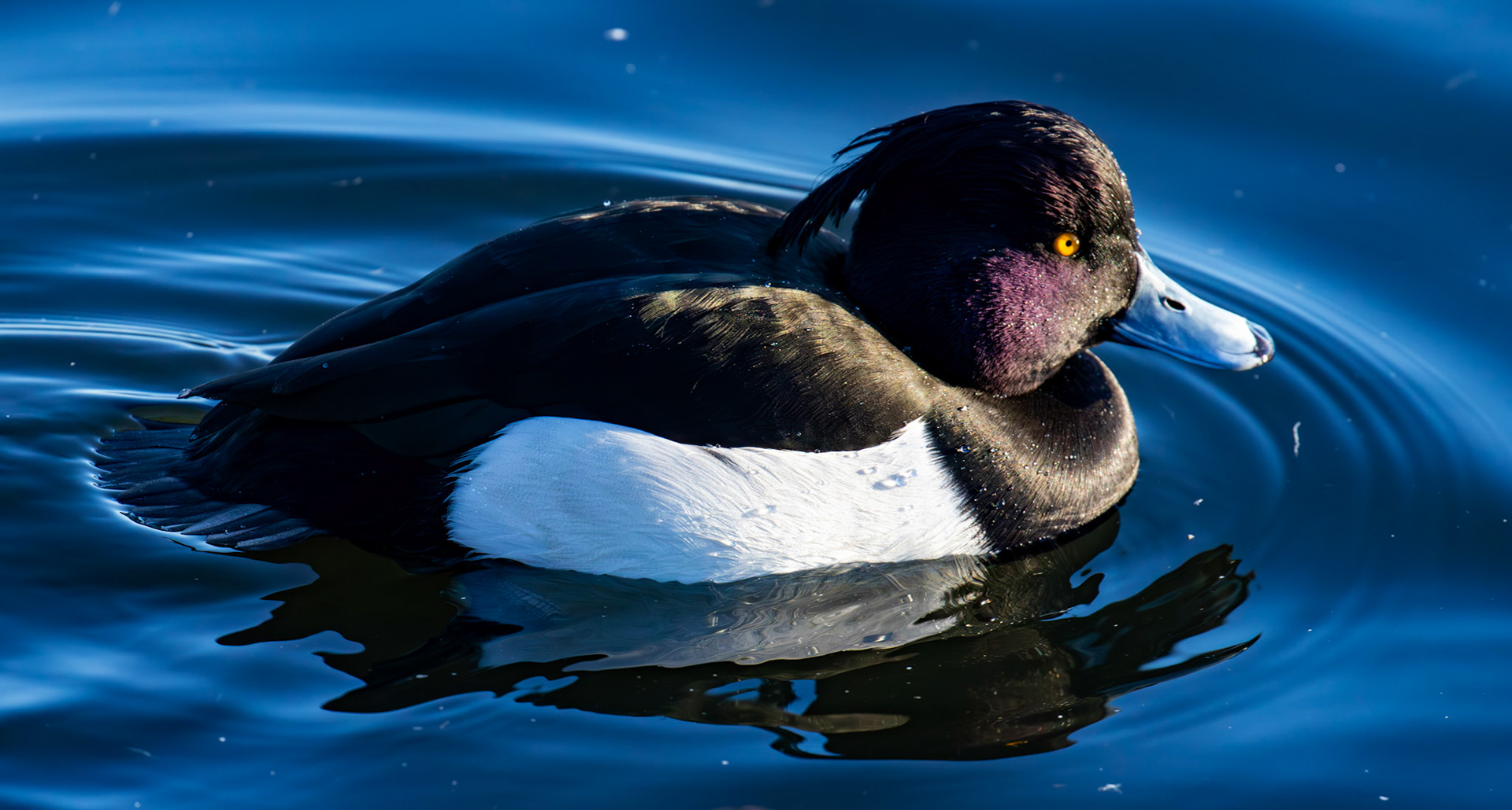 Tufted Ducks at Hogganfield Loch 10 January 2025