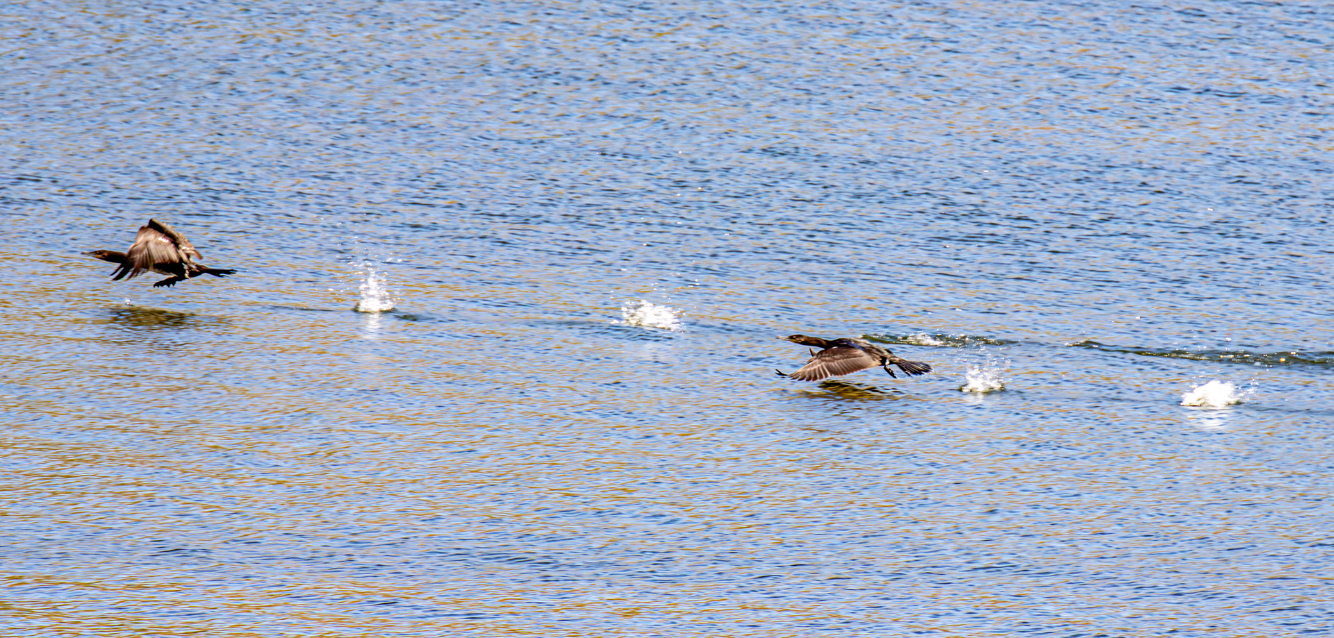 Cormorants - Douro cruise 22 August 2026
