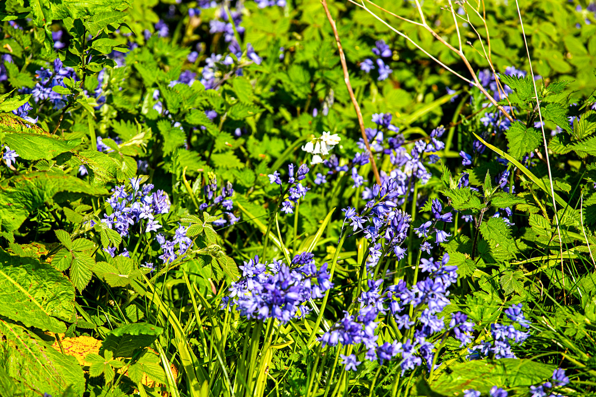 Braehead 02 May 2024