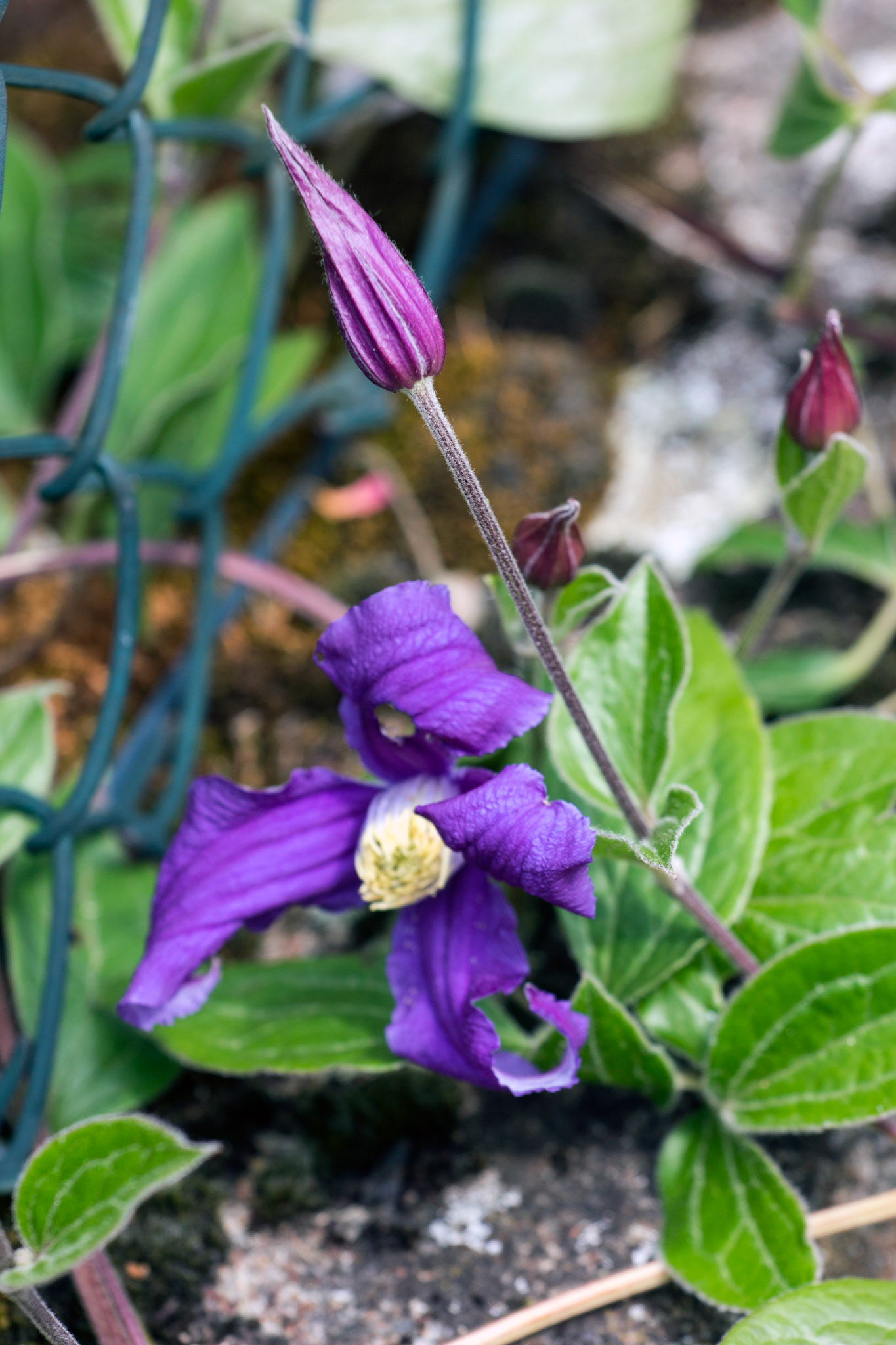 CernayPlease see my other Photographs at: http://www.jamespdeans.co.uk/