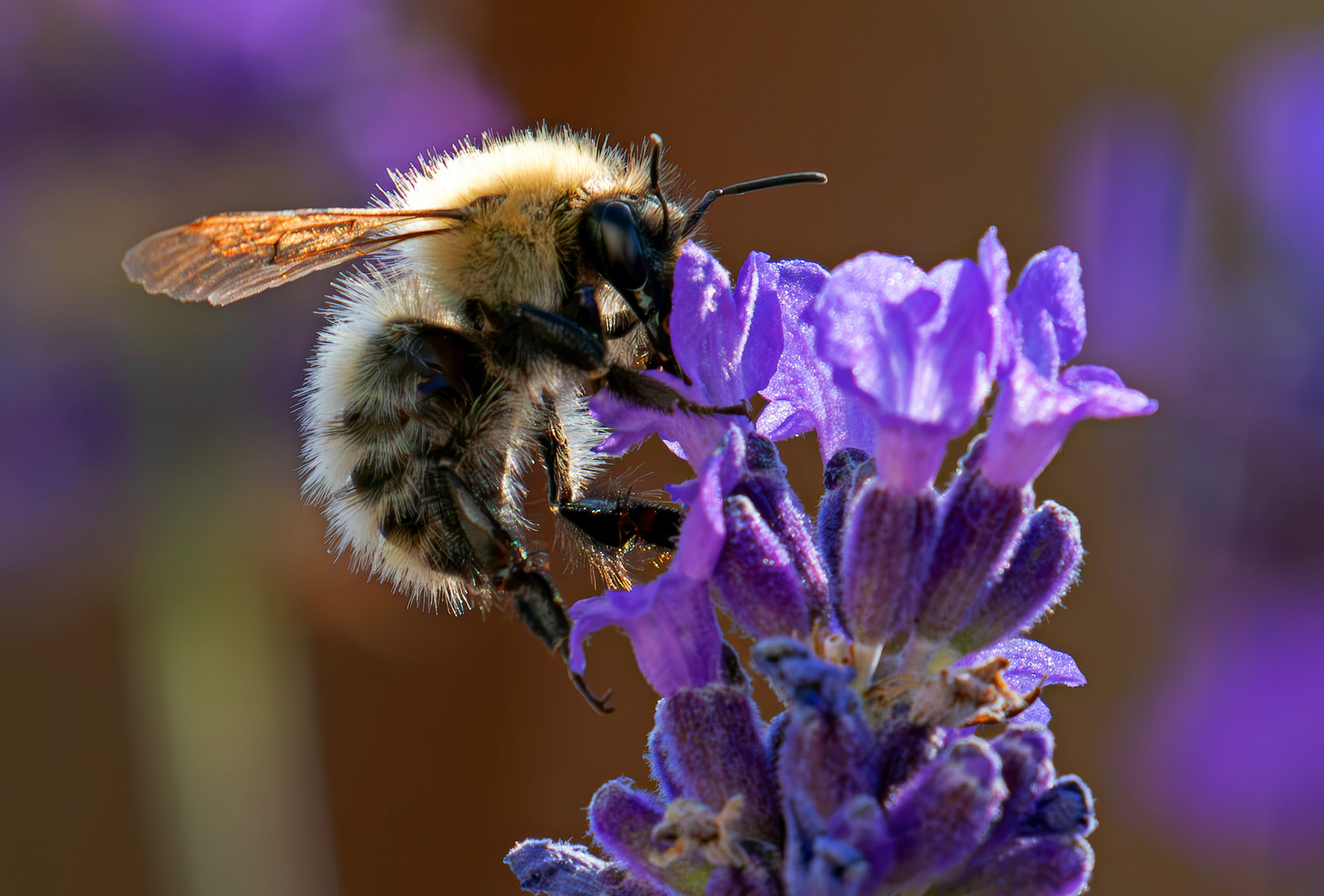 Common Carder Bumblebee (Bombus pascuorum) on Lavendar in Deans, Livingston 13 July 2026