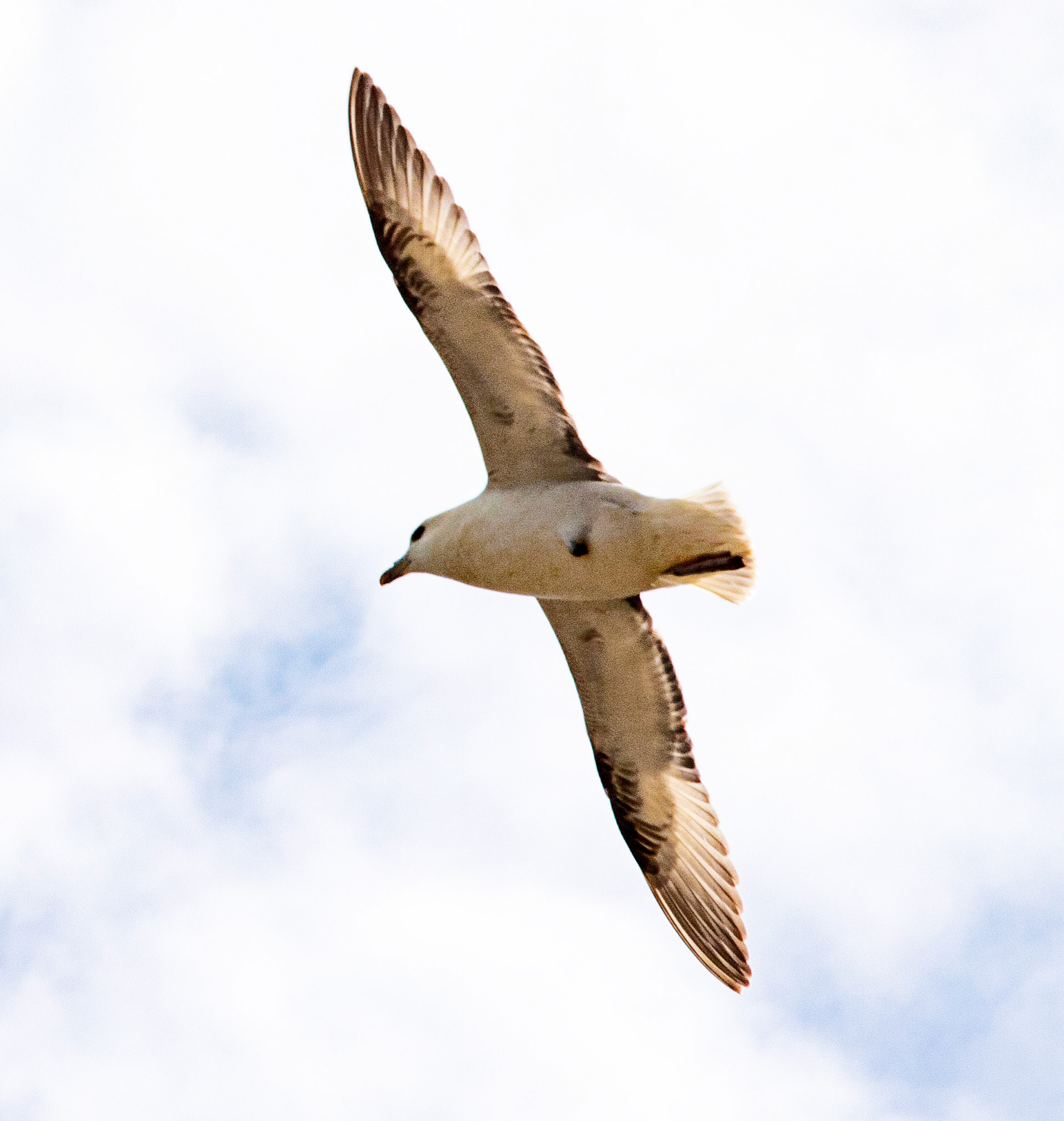 Fulmar at Dysart 25 May 2024