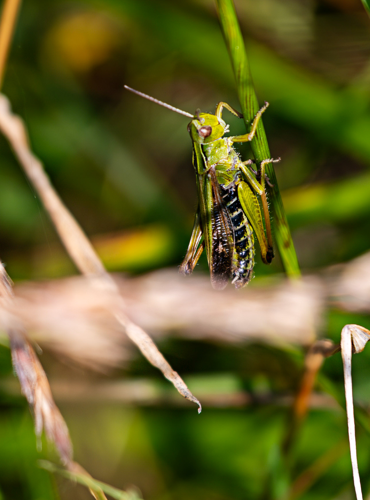 Harperrig 31 July 2024