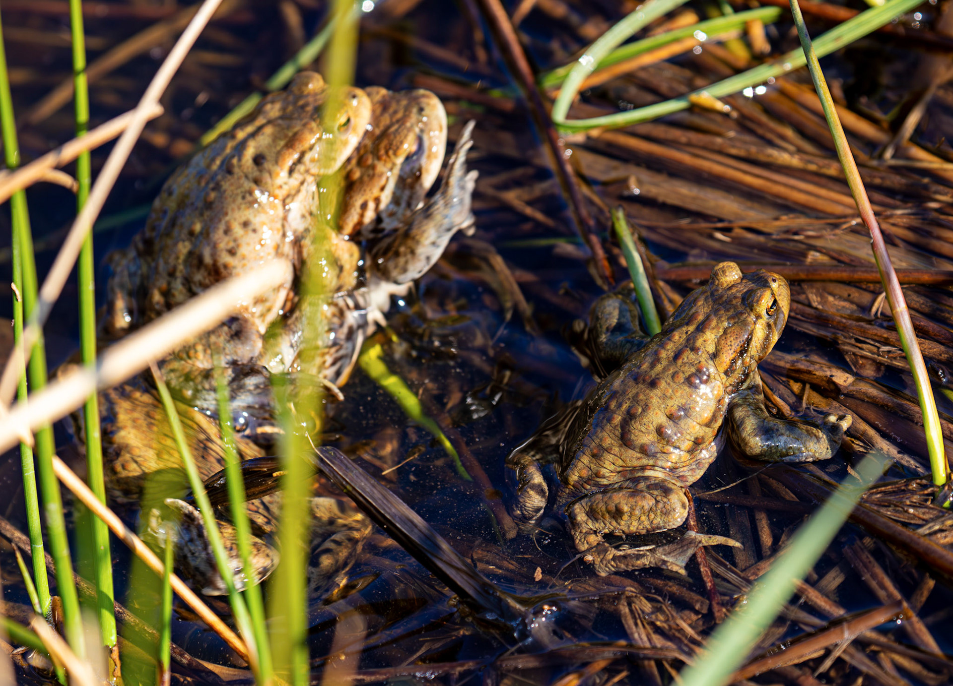 Common Toads mating at Black Devon Wetlands 20 March 2026