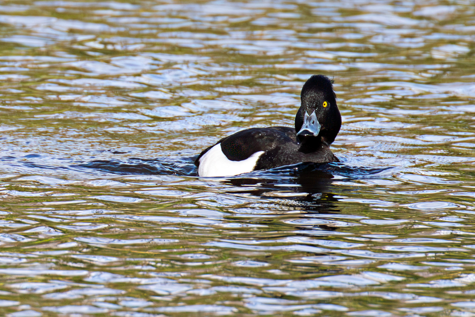 Tufted Duck, Maxwell Park, Glasgow - 24 Feb 2025