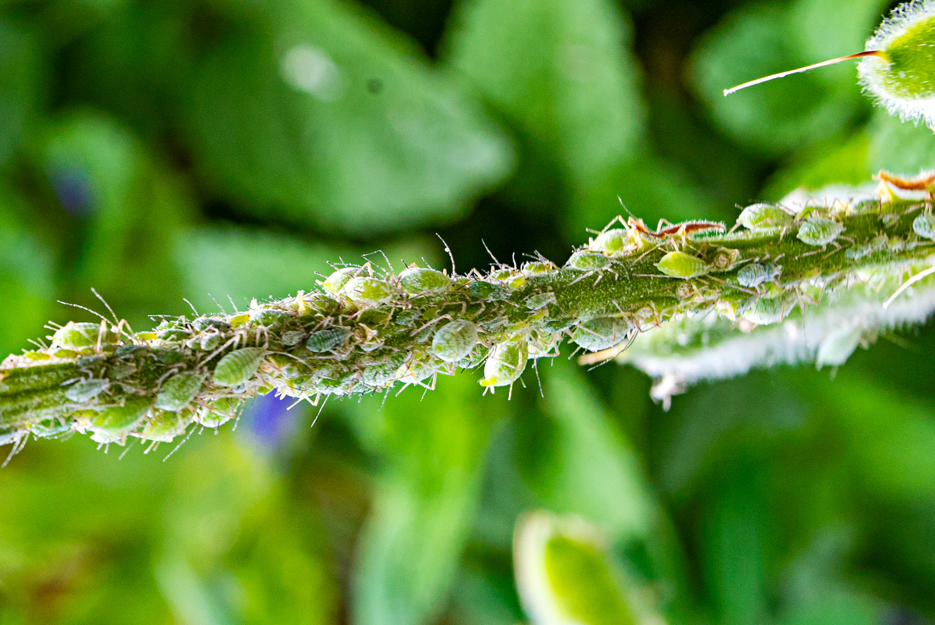 Baddesley Clinton 18 June 2023