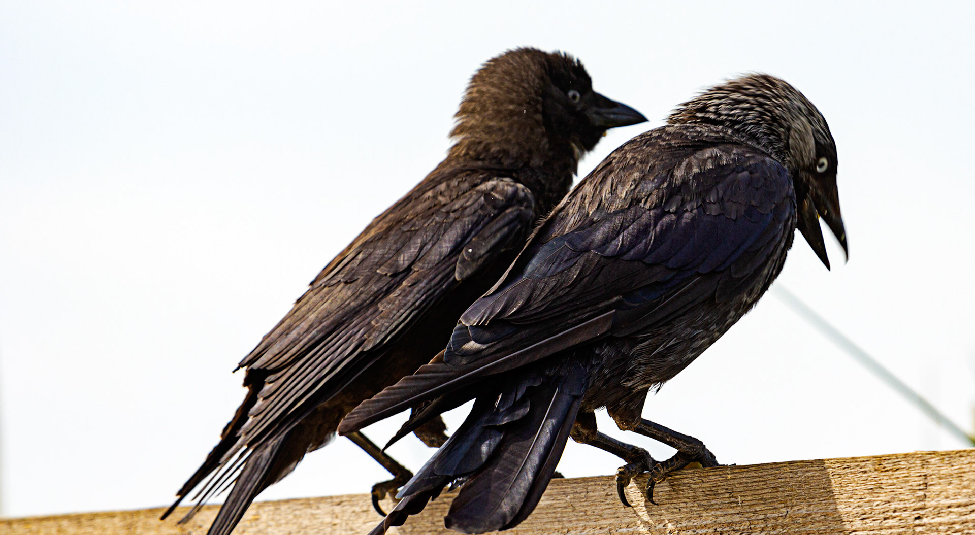 Bembridge IOW 17 July 2022