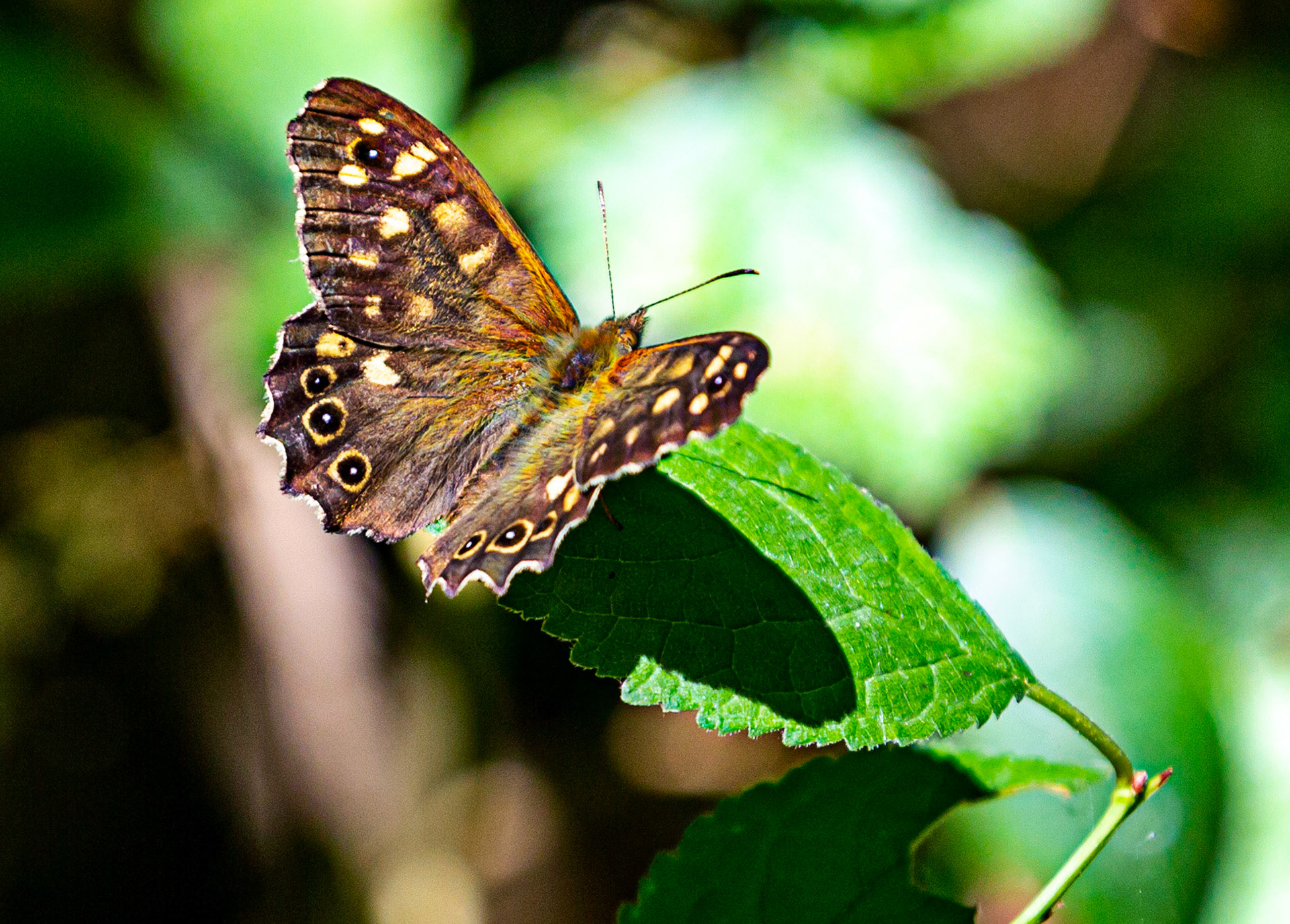 Newtown IOW 14 July 2022