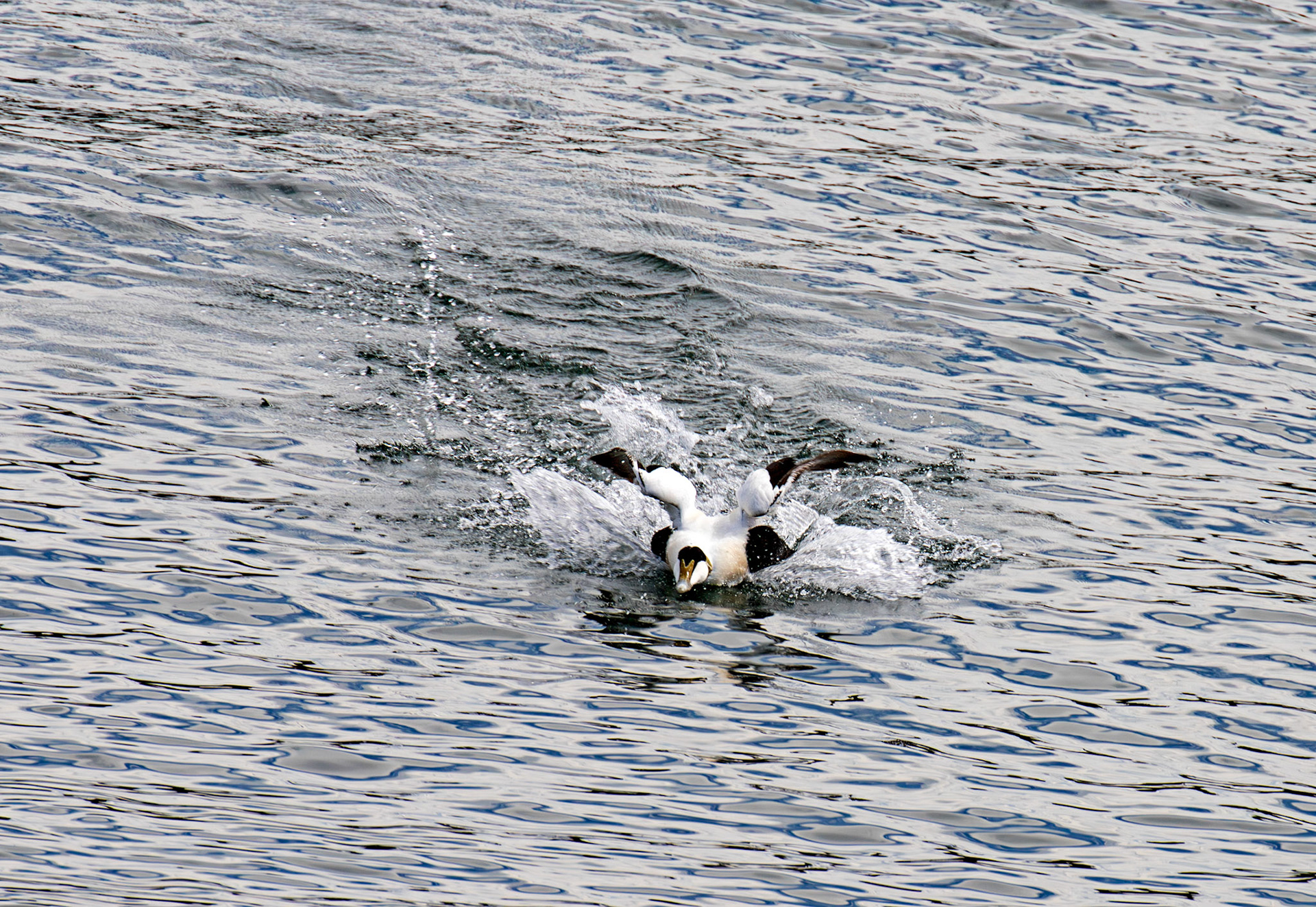 Kirkcaldy Harbour 23 May 2026