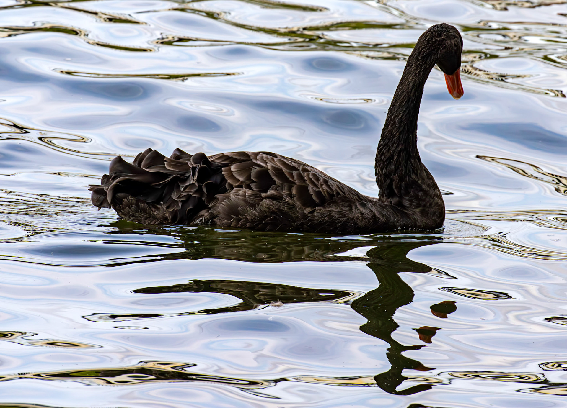 Windsor 06 August 2025