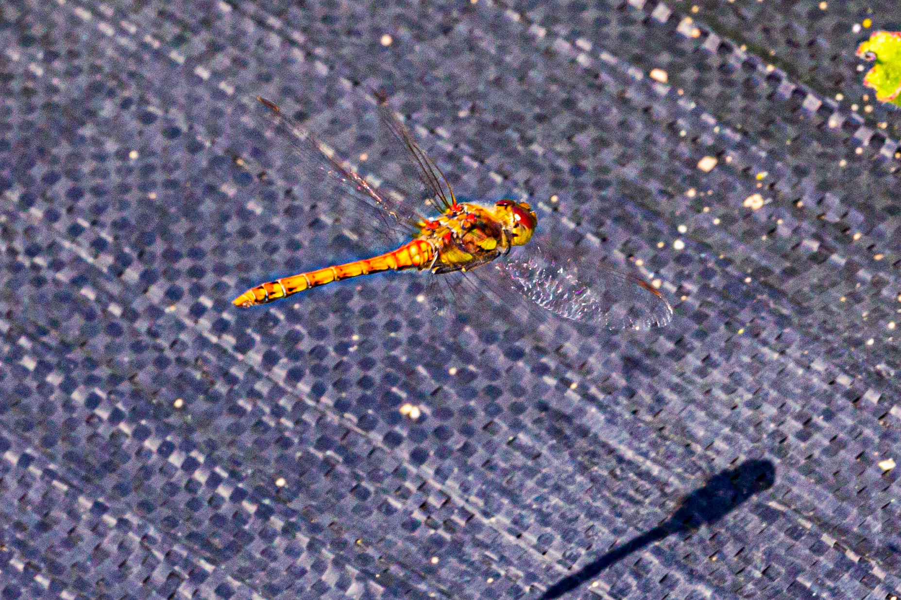 I spent an amazing few hours at Scottish Lavender Oils. They are so dedicated to nature and not to profit!