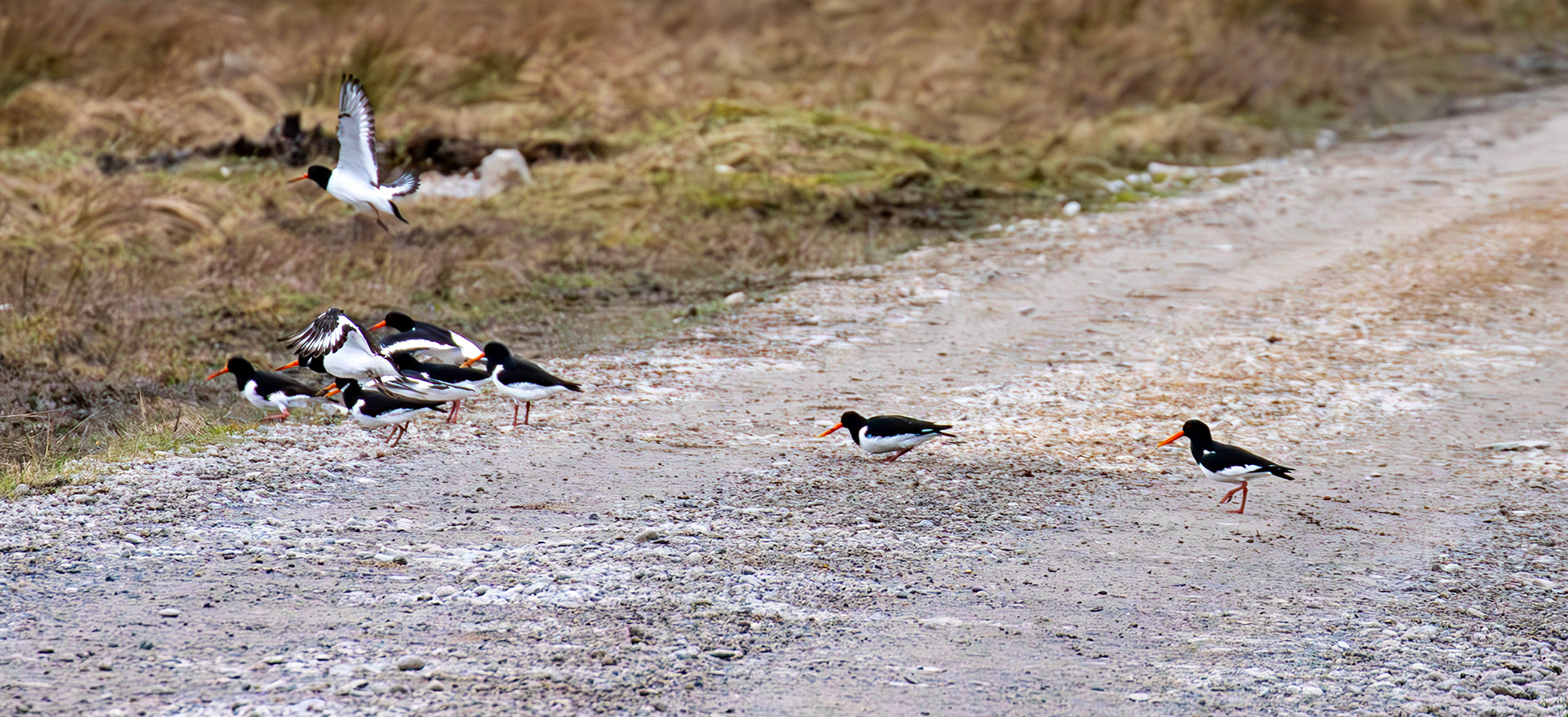 Oystercatchers: The Island of Islay 04 March 2025
