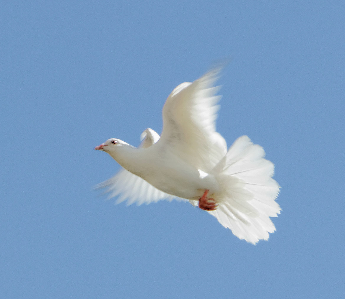 Warwick CastlePlease see my other Photographs at: http://www.jamespdeans.co.uk/