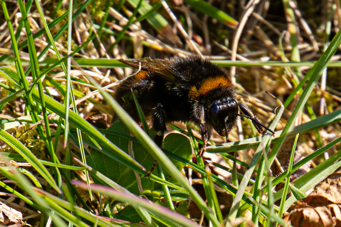 Bee at Witch Craig Wood 09 April 2025