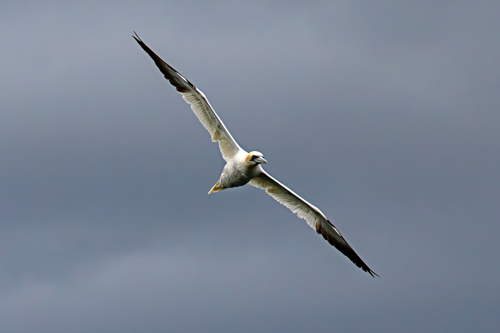 Gannets at North Berwick 14 Sept 2024