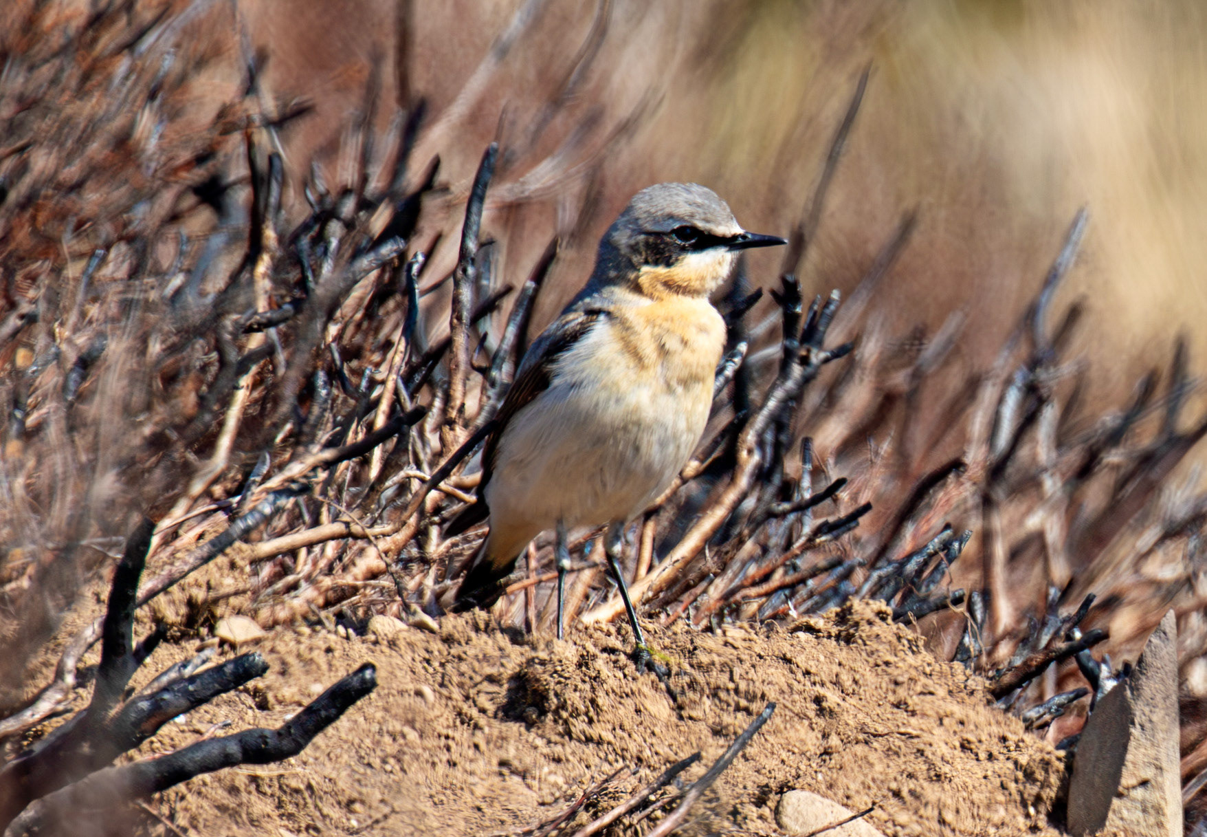 Wheatear: Lammermuir Hills at Faseny Bridge.