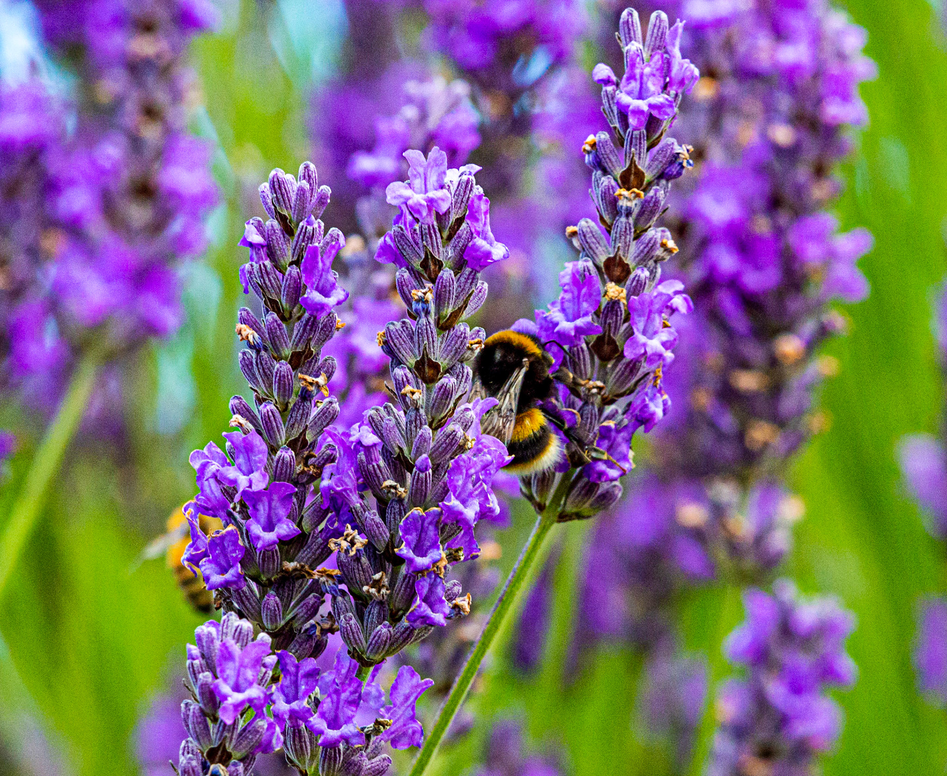 I spent an amazing few hours at Scottish Lavender Oils. They are so dedicated to nature and not to profit!