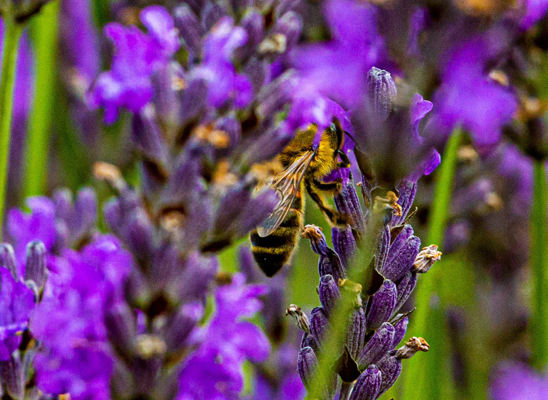 I spent an amazing few hours at Scottish Lavender Oils. They are so dedicated to nature and not to profit!