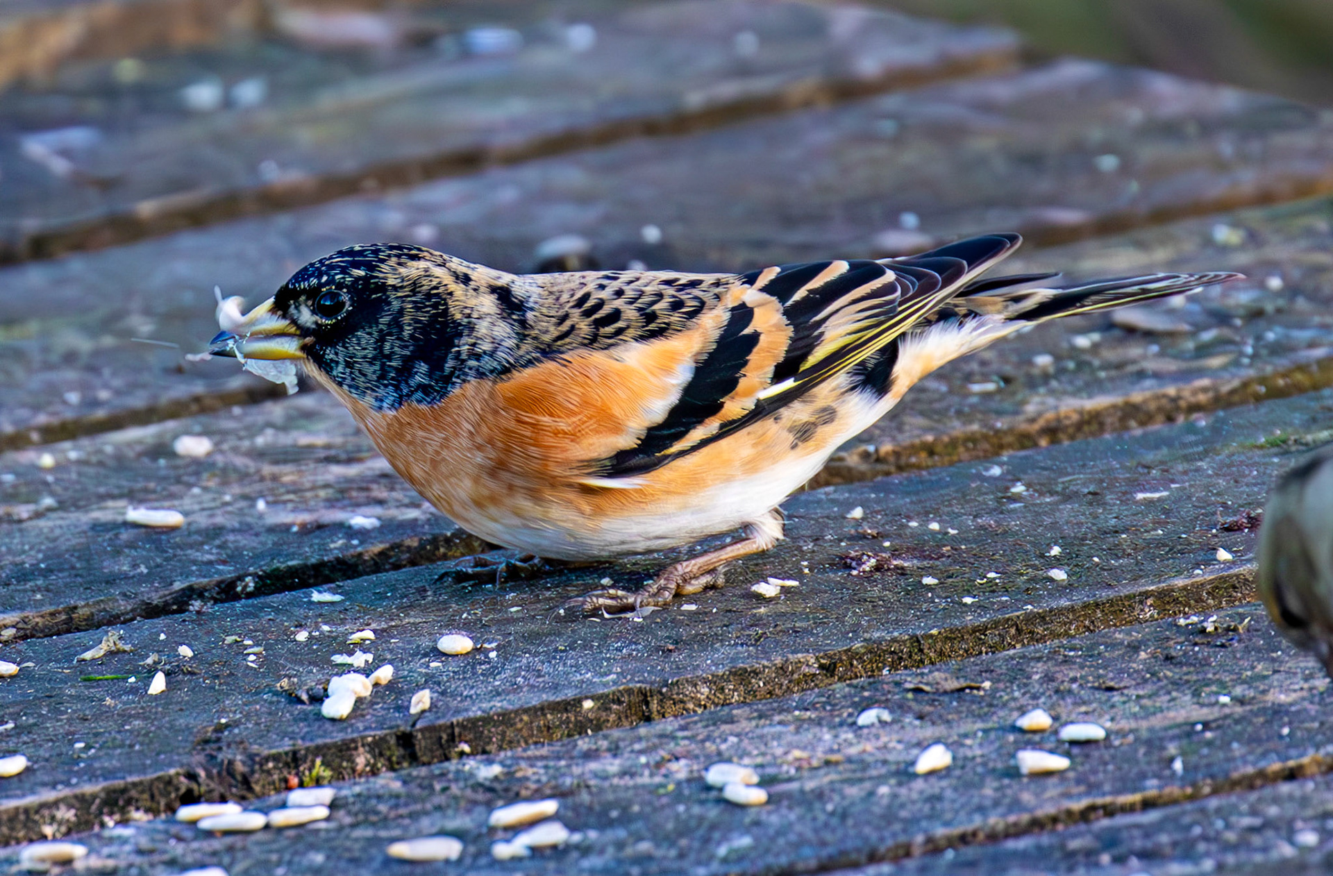 Brambling at Bavelaw 30 January 2025