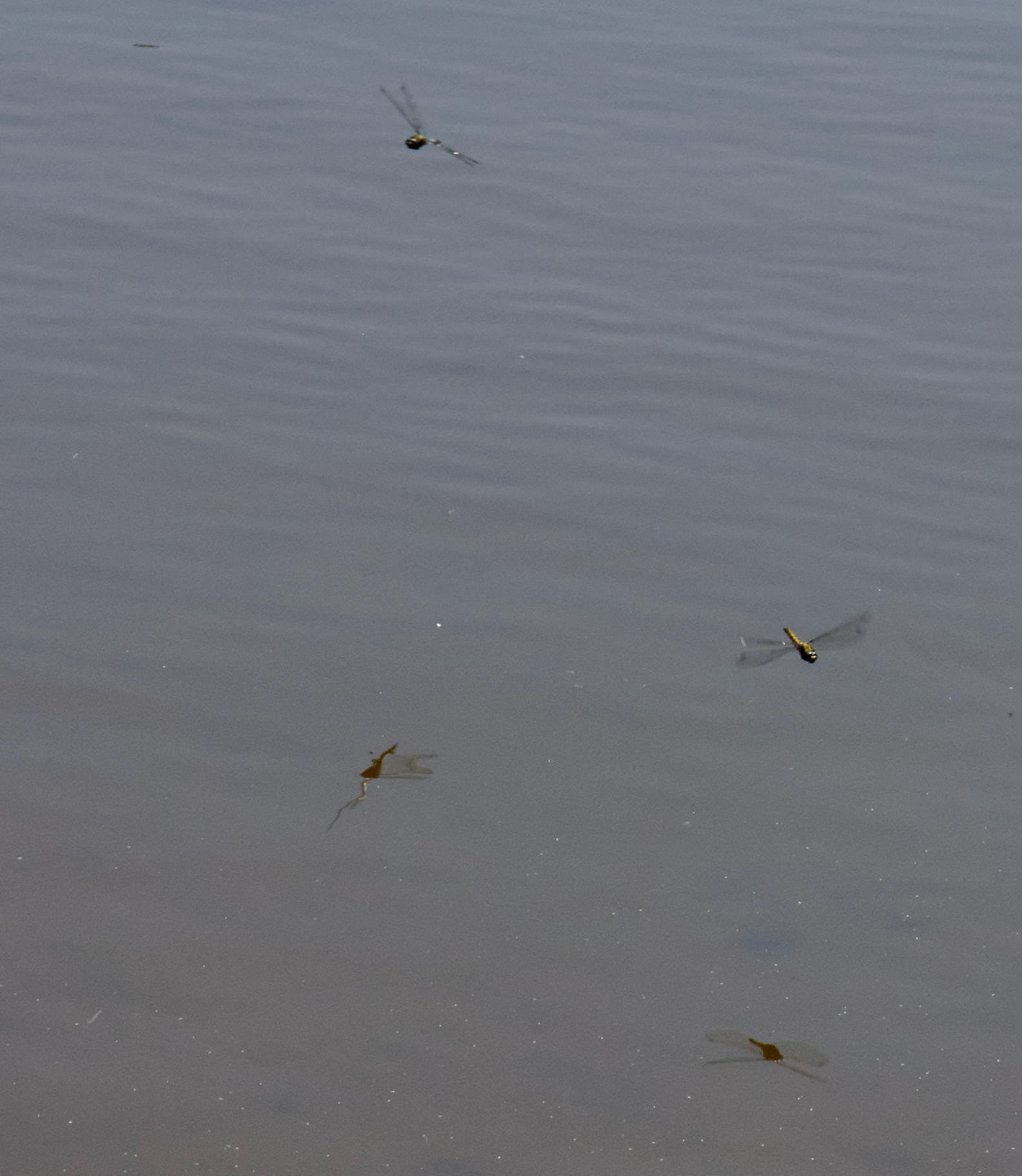Parc Natural de s'Albufera de MallorcaPlease see my other Photographs at: www.jamespdeans.co.uk