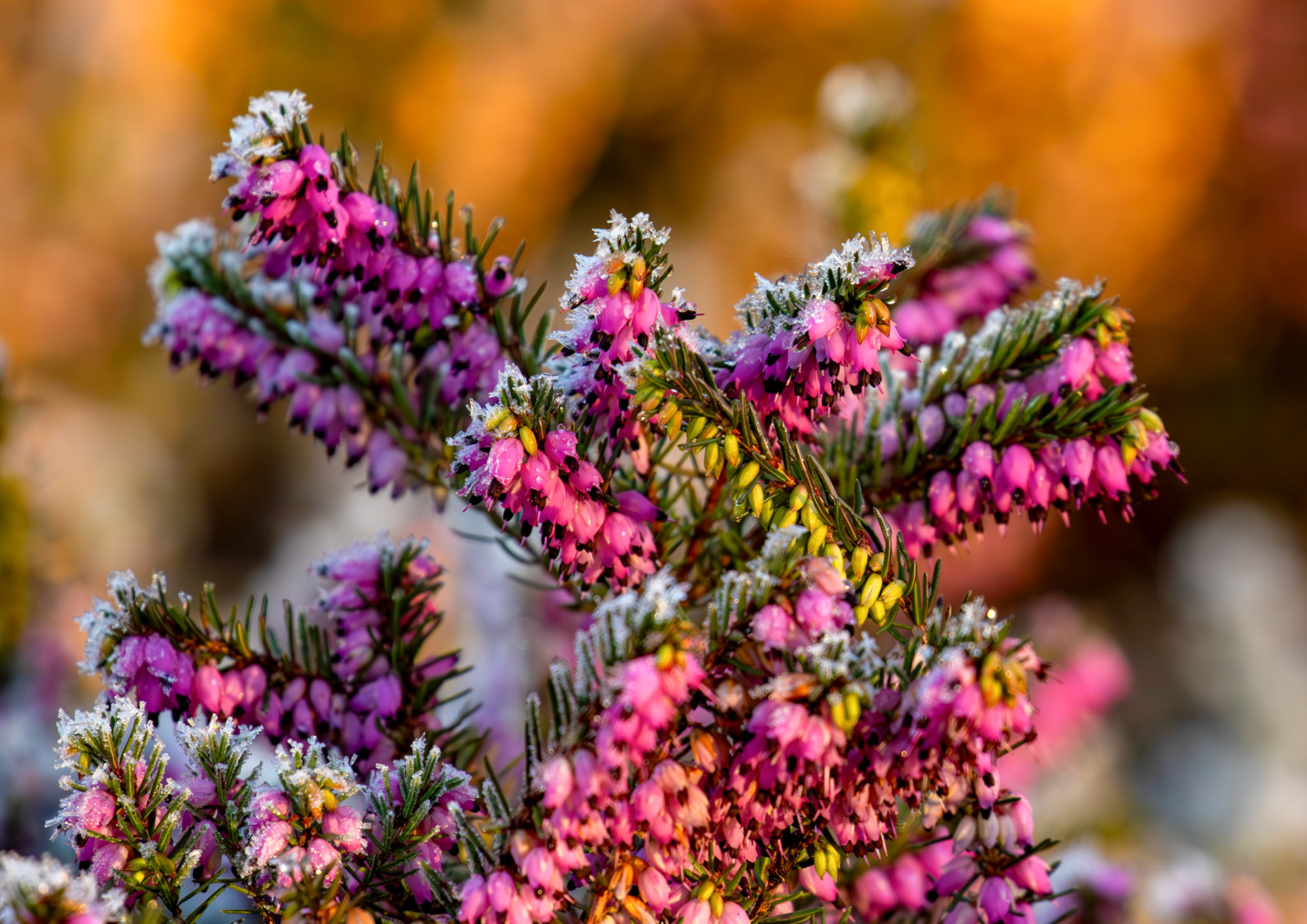 Riverside Heather Garden PERTH 30 December 2025