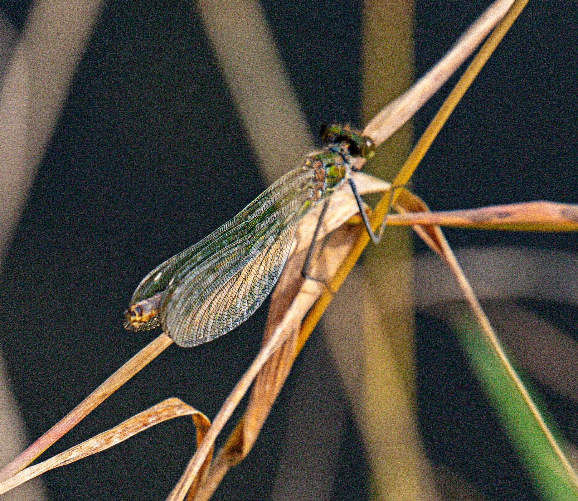 Banded Demoiselle (Calopteryx splendens) Walk Thames Path MArlow to Bourne End 06 August 2025