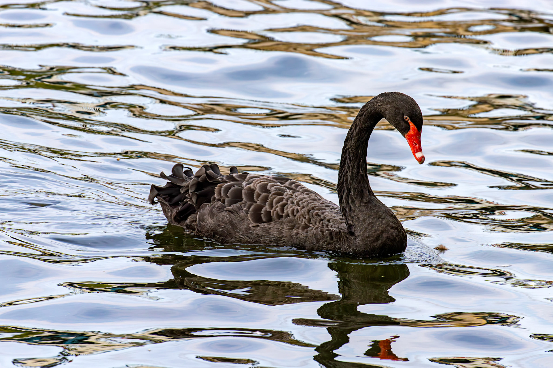 Windsor 06 August 2025