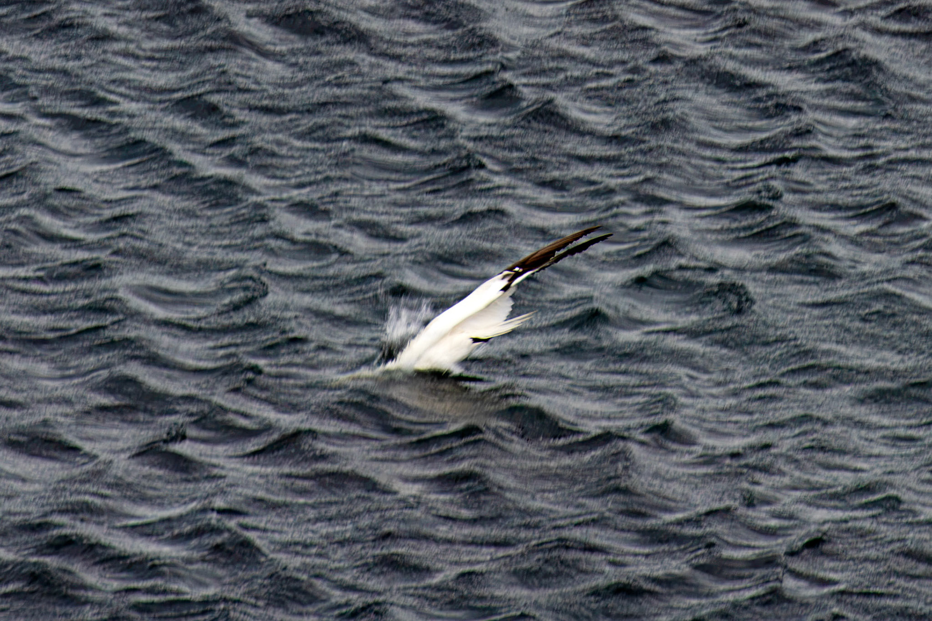 Northern Gannet diving - Tantallon Castle 04 July 2026