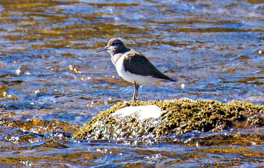 Common Sandpiper by the Leithen Water, Moorfoot Hills