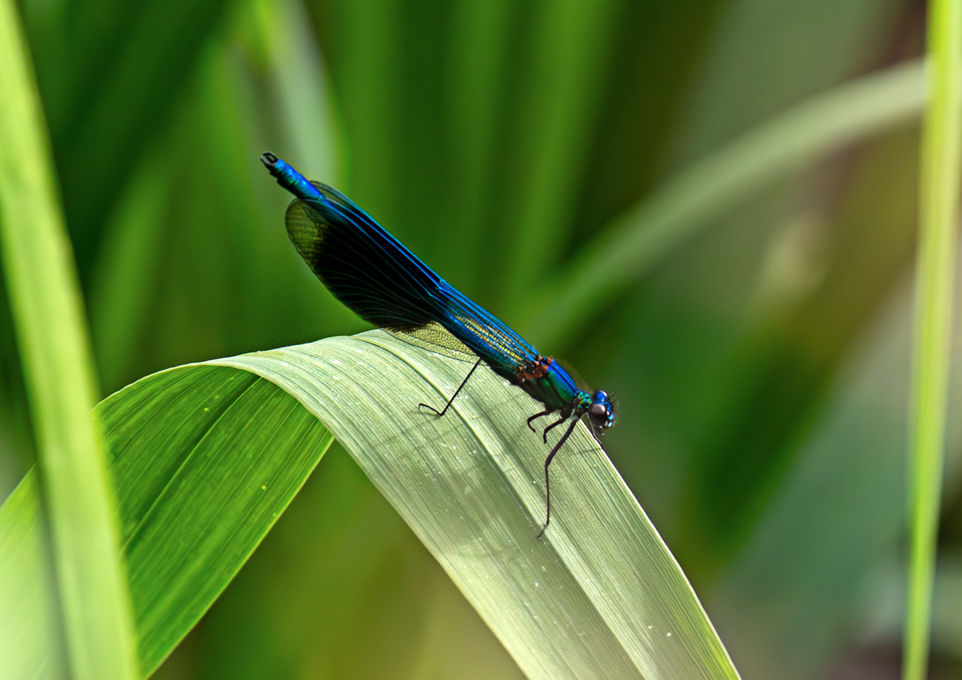 Banded Demoiselle (Calopteryx splendens) in Cambridge 14 June 2026