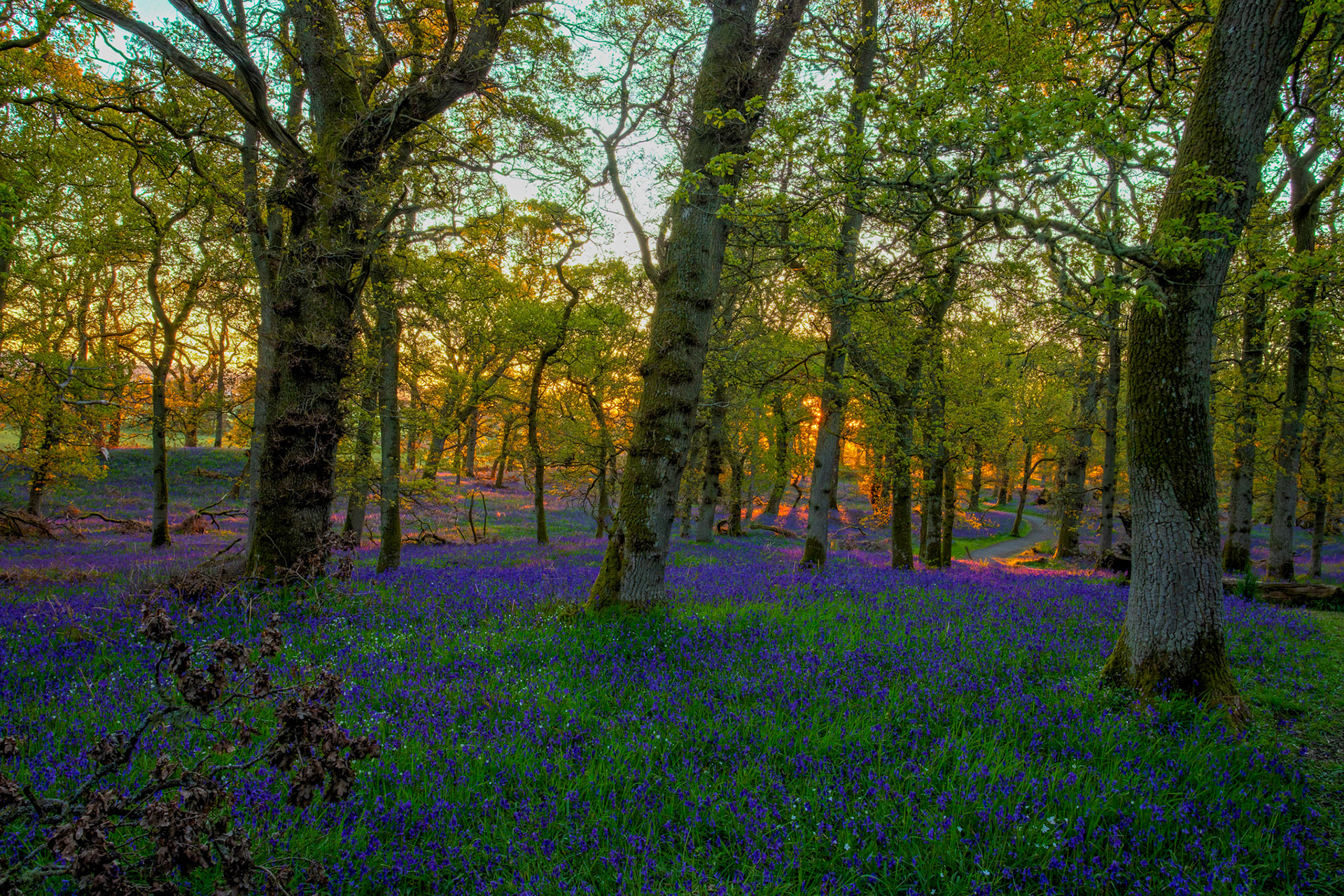 Kinclaven Bluebell Woods 16 May 2026