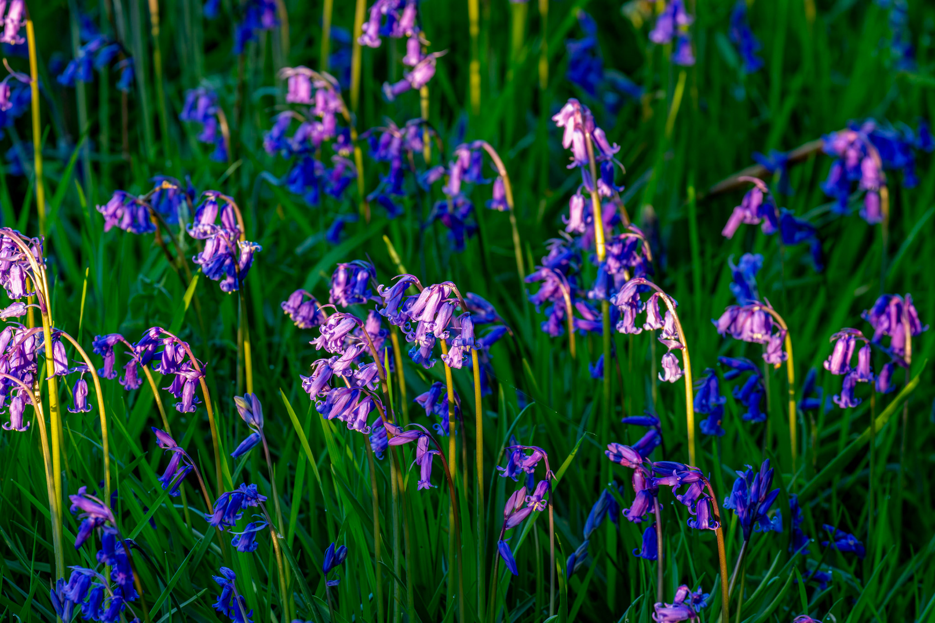 Kinclaven Bluebell Woods 16 May 2026
