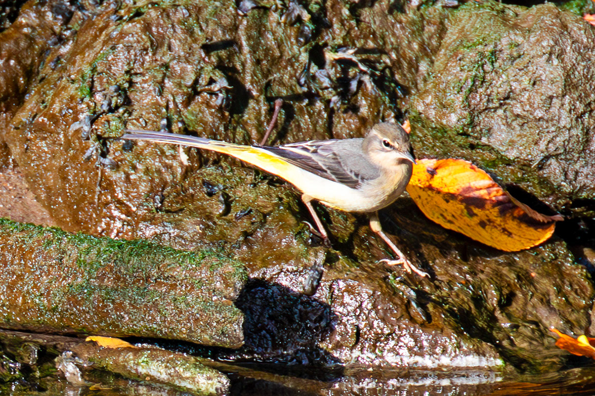 Grey Wagtail - Birthwatching at Cramond 18 October 2024