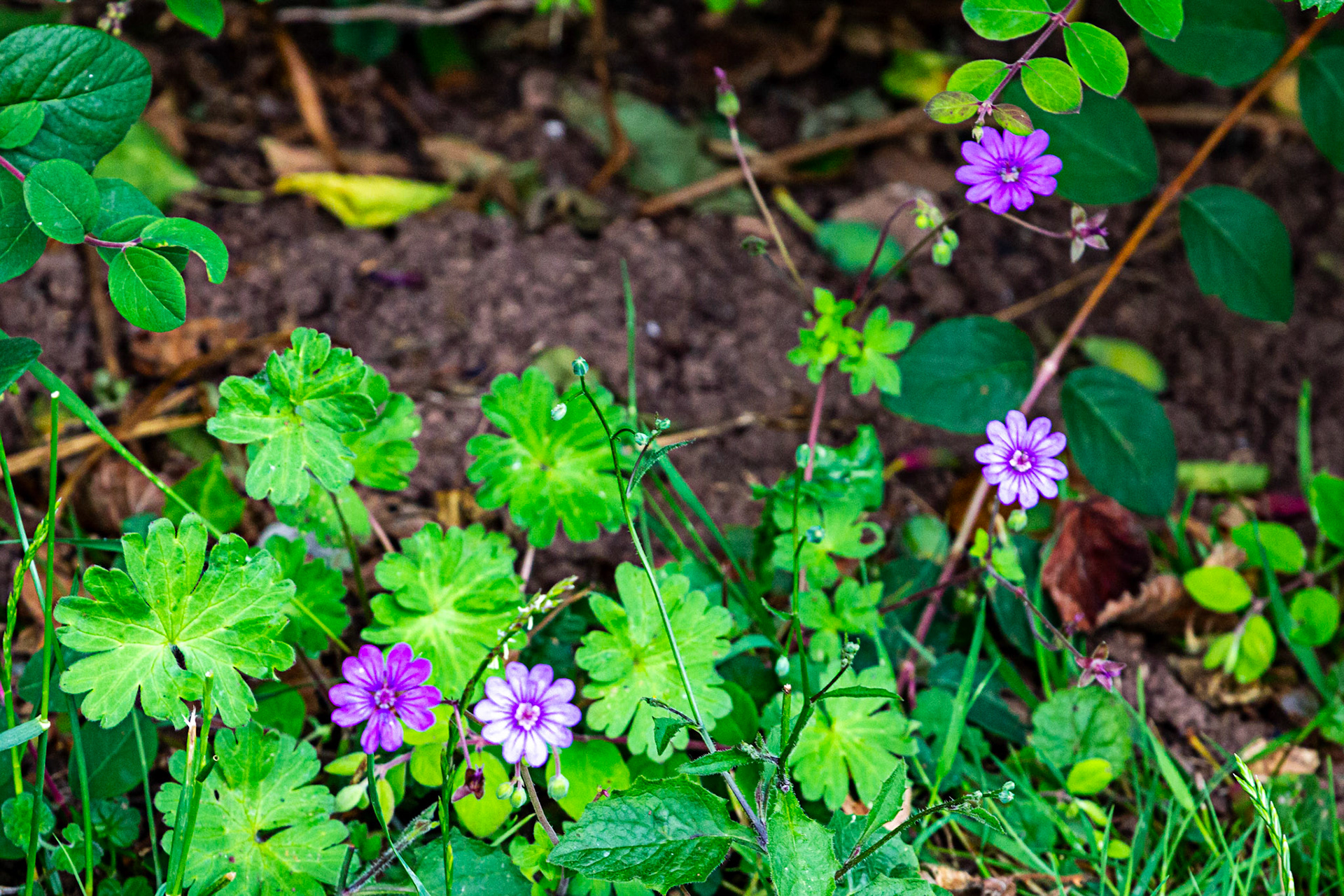 Dunster Railway Station 25 June 2023