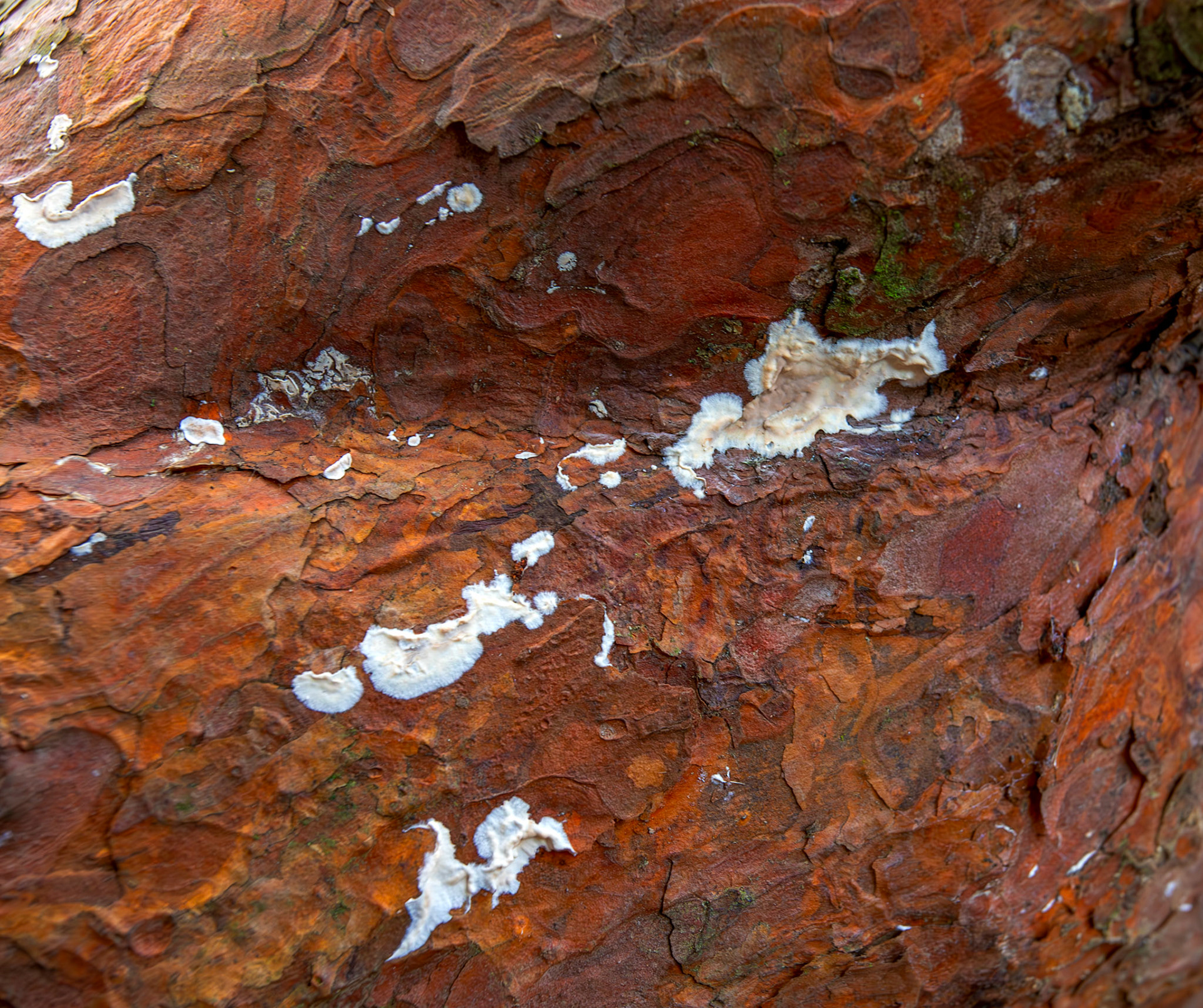 Gloeoporus dichrous - Deans Woods - 07 November 2025