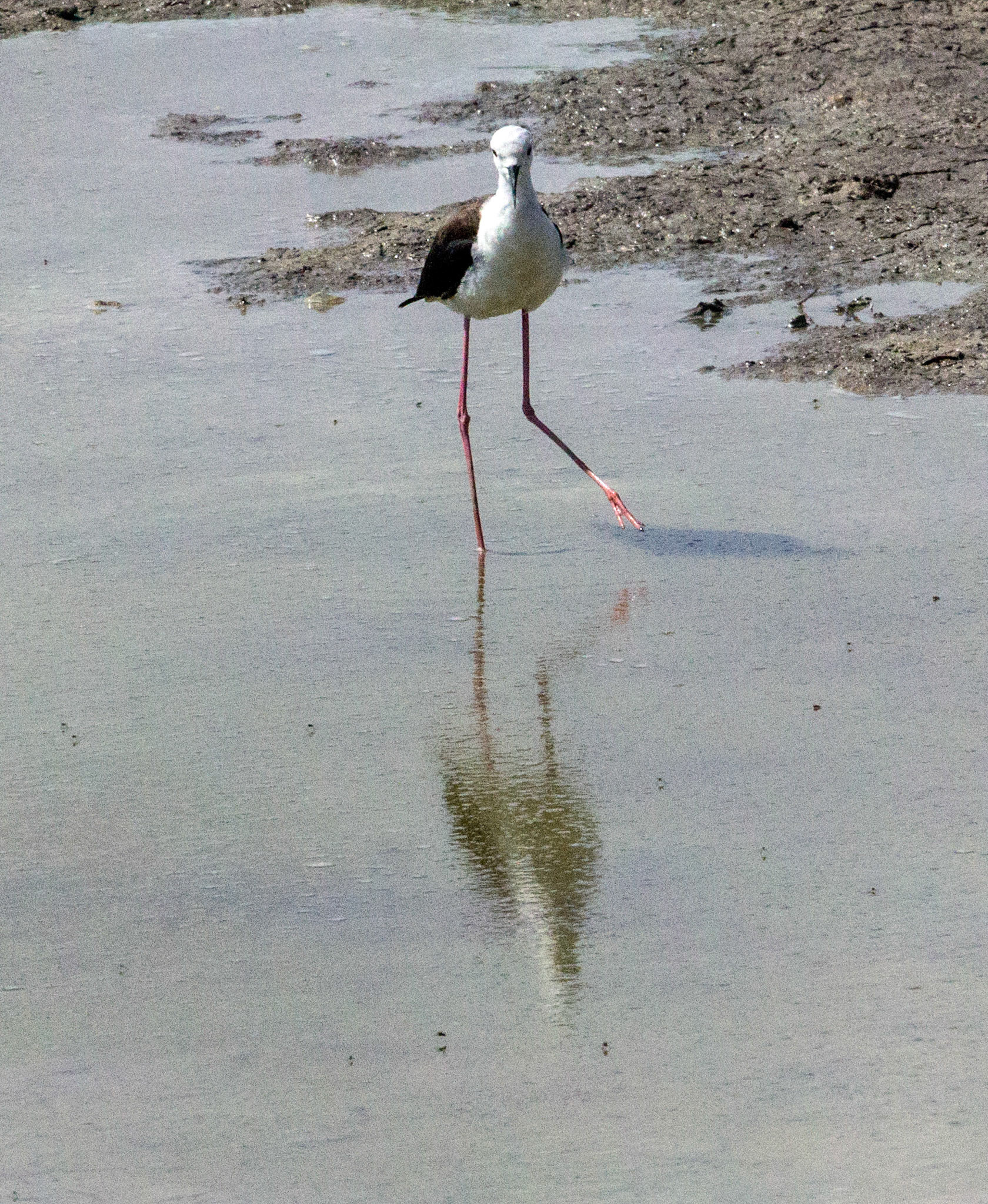 Parc Natural de s'Albufera de MallorcaPlease see my other Photographs at: www.jamespdeans.co.uk
