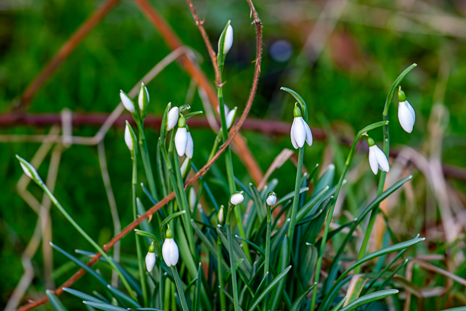 Snowdrops in Howden Park - Walled Garden 29 January 2024