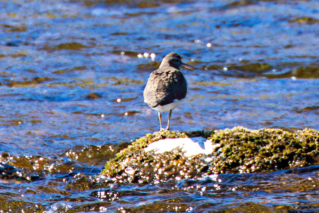 Common Sandpiper by the Leithen Water, Moorfoot Hills