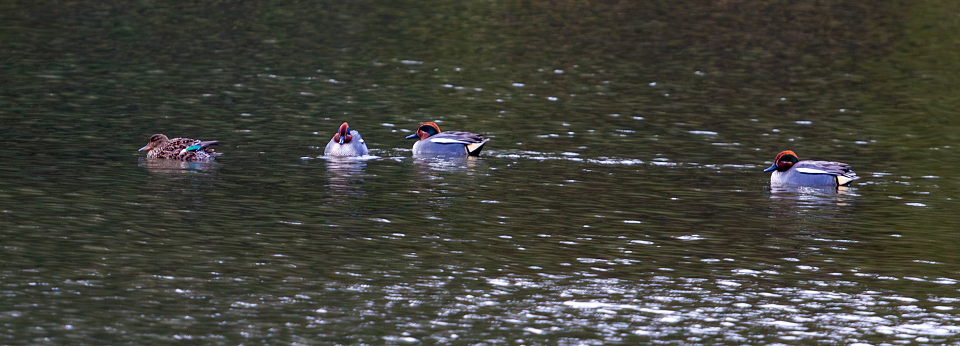 Teal on the Curling Pond at Colzium Park, Kilsyth. 08 March 2024