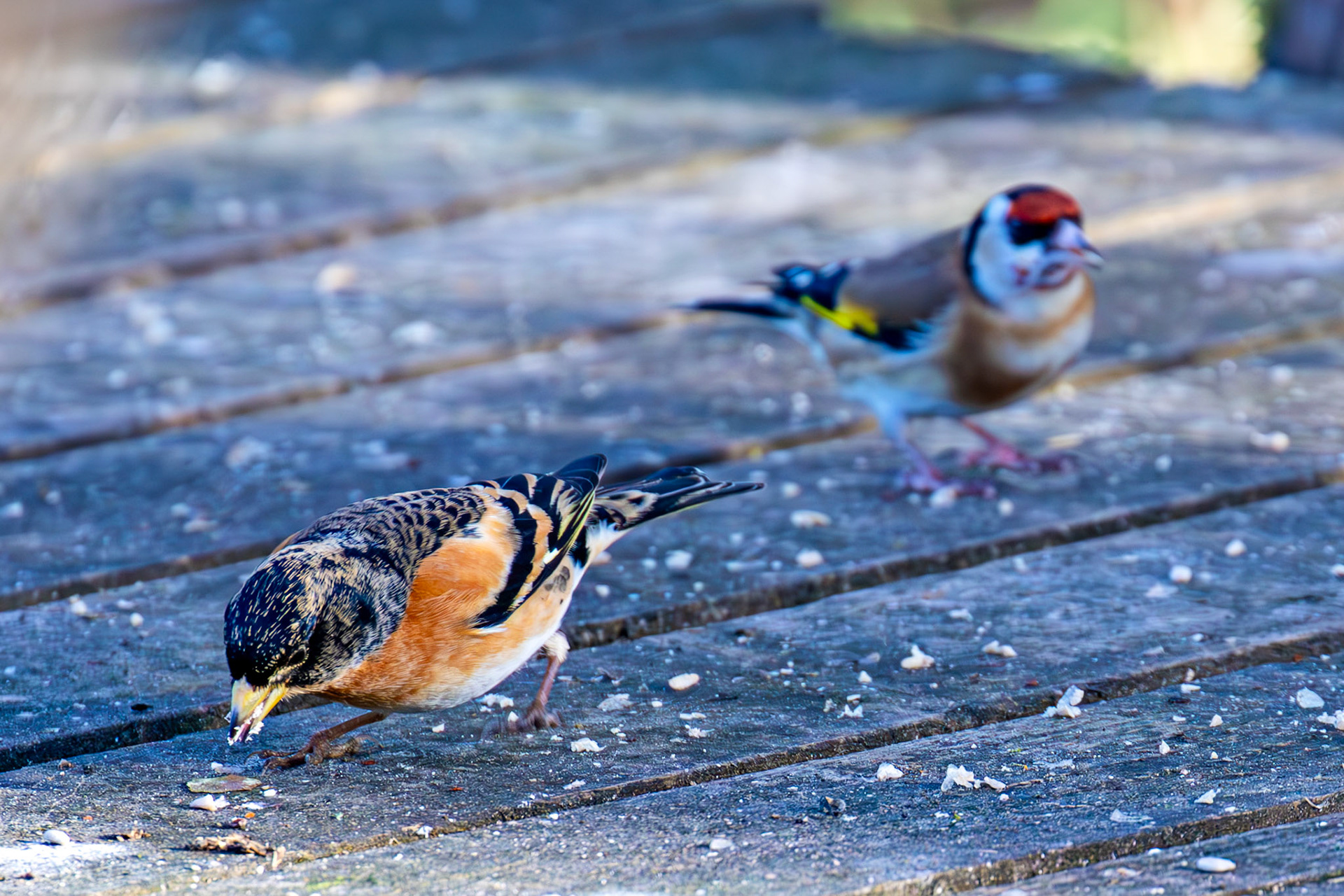 Goldfinch &amp; Brambling at Bavelaw 30 January 2025
