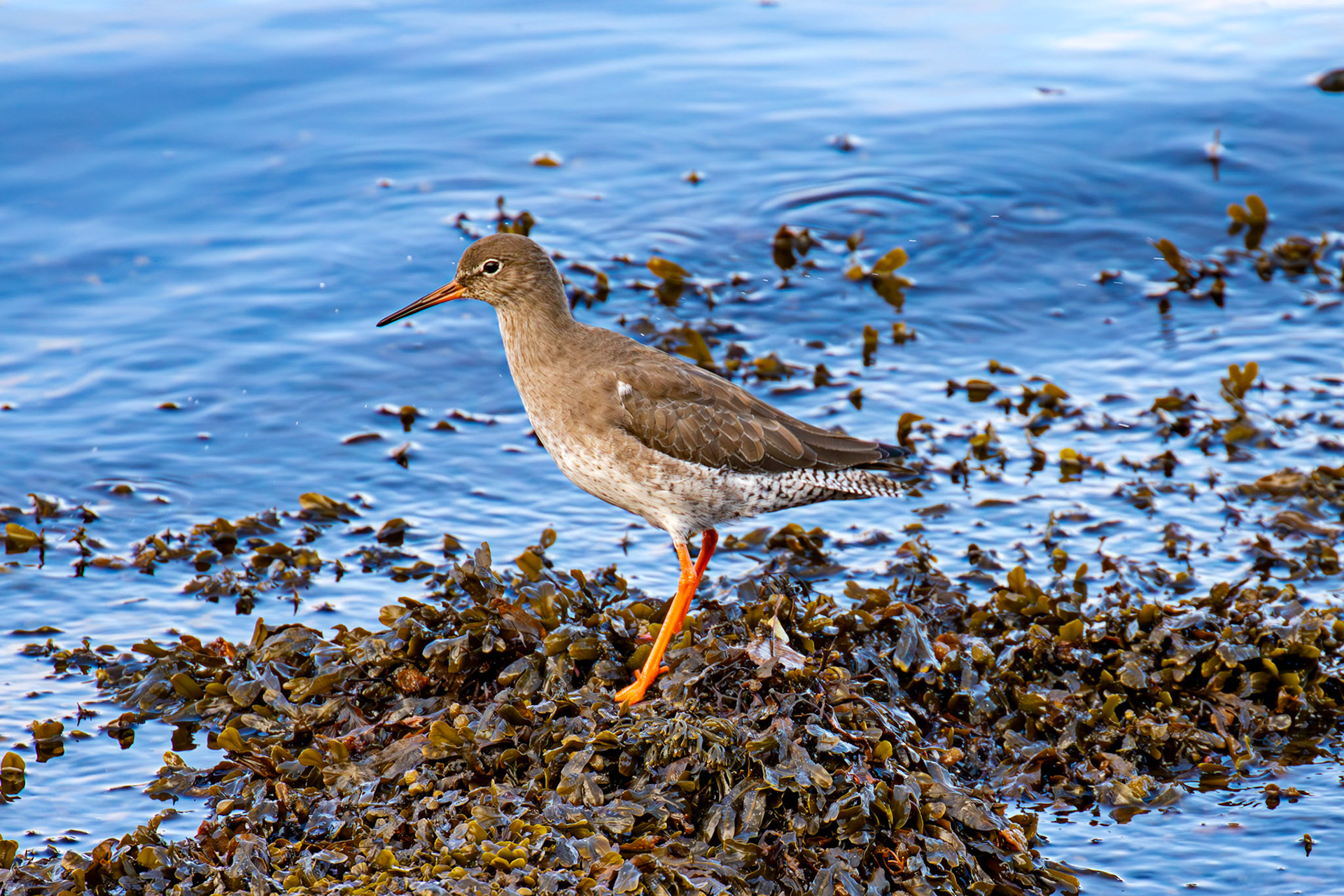 Common Redshank - South Queensferry 30 October 2024