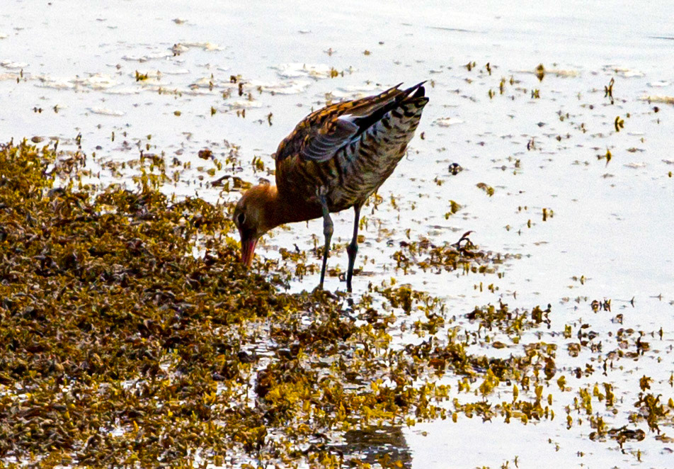 Bar Tailed Godwit - Yarmouth IOW 19  July 2022