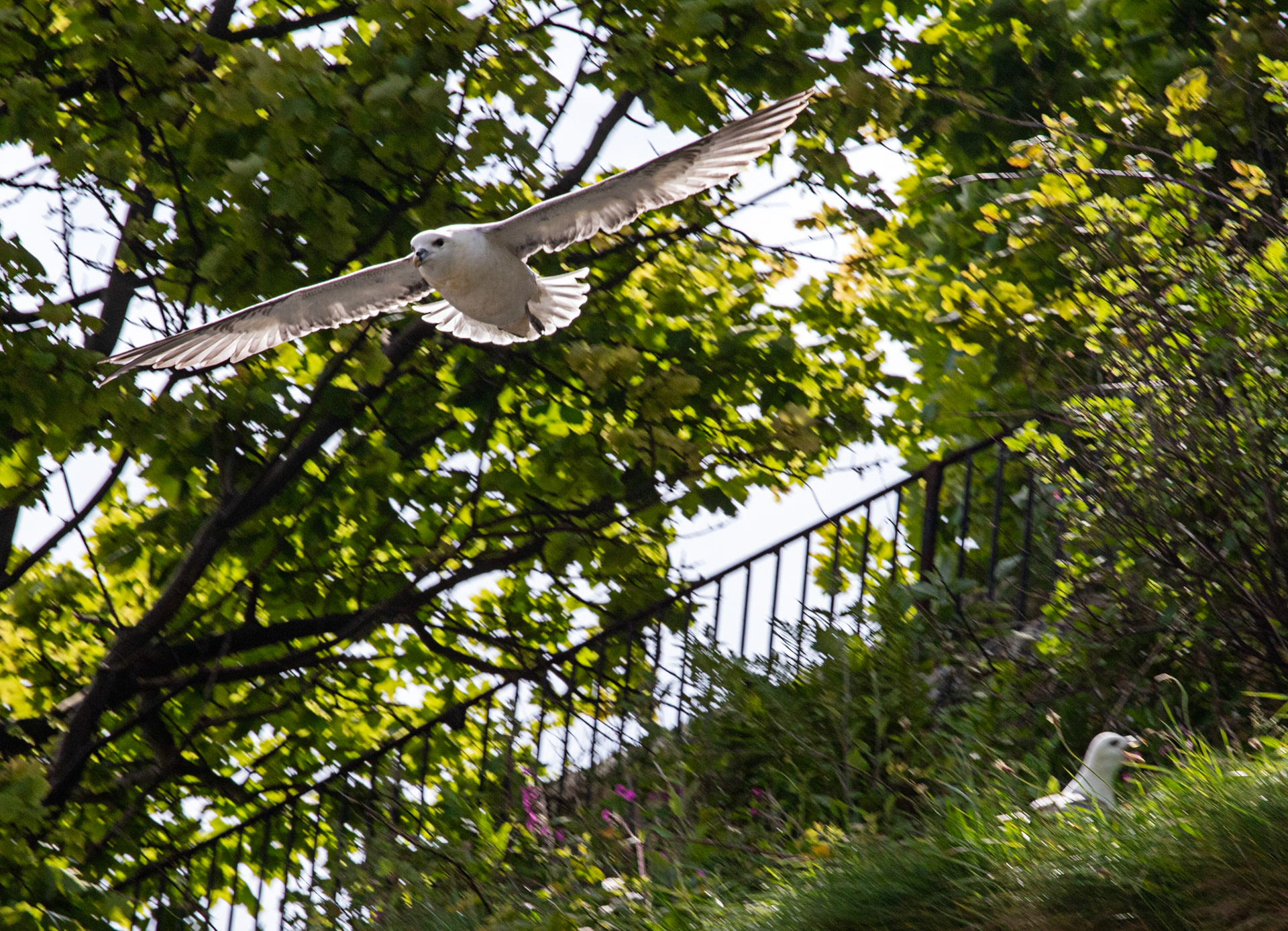 Fulmar at Dysart 25 May 2024