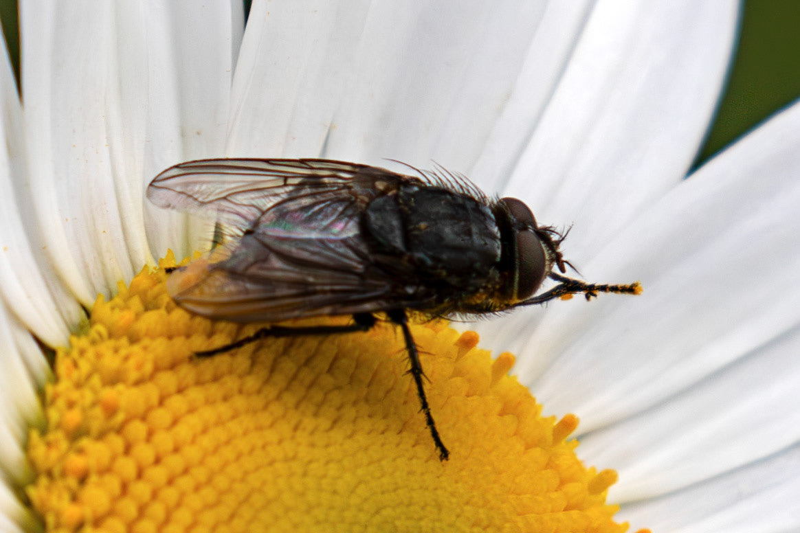 Bluebottle (Calliphora vicina) at The Knock, Bathgate Hills 20 June 2026