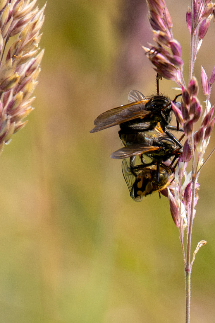 Robber Flies (Asilidae) Harperrig 08 July 2025