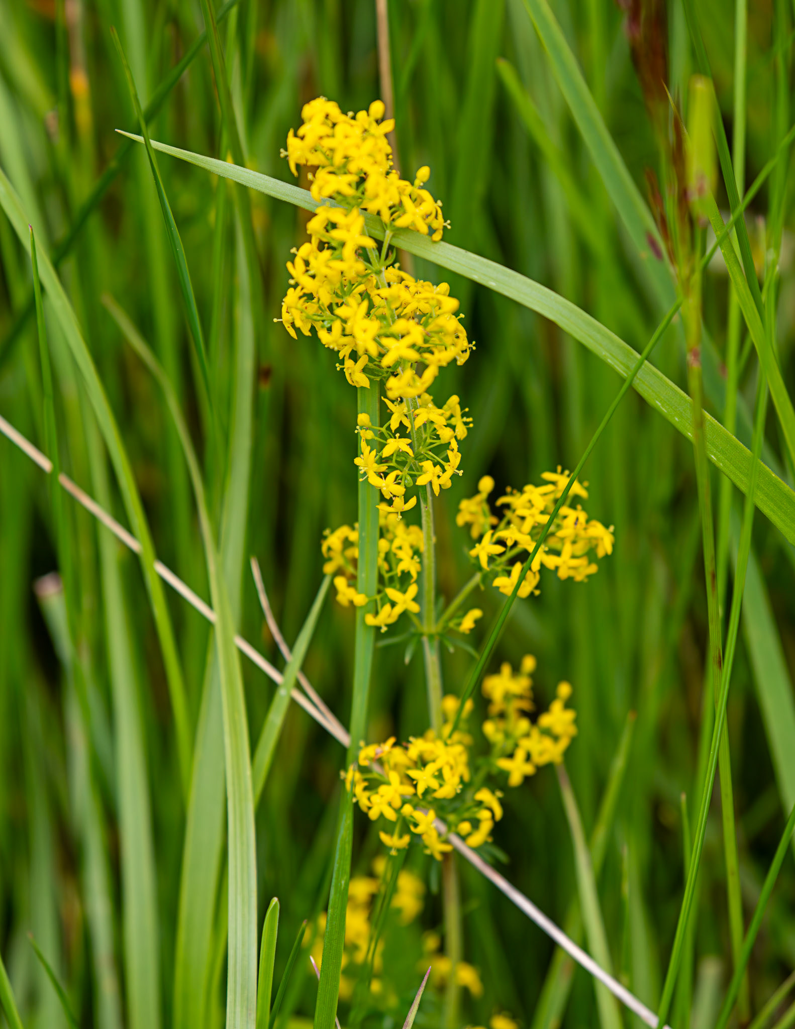 Harperrig 09 July 2025