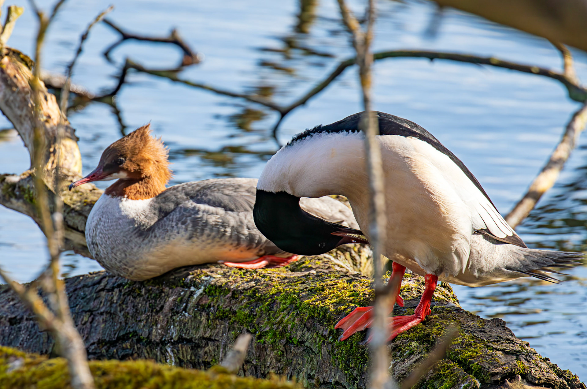 Goosander at Linlithgow Loch 11 March 2026
